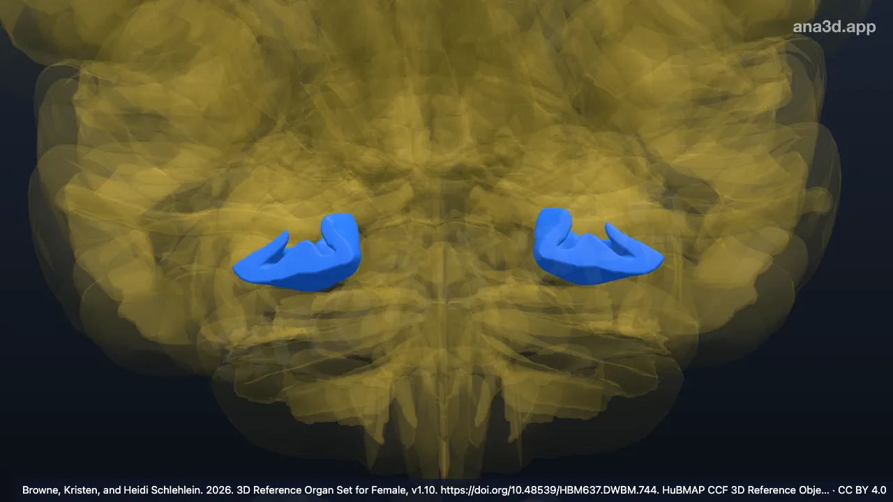 Modelo 3D: Giro fusiforme occipital