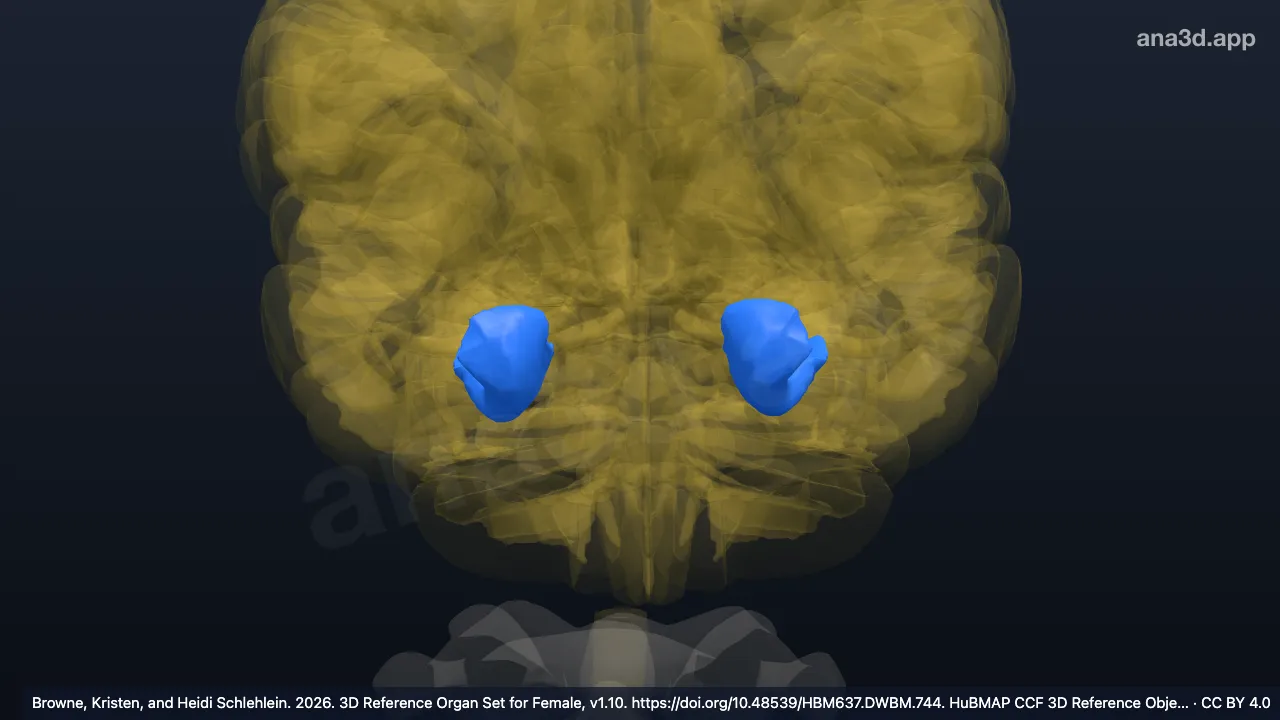 Modelo 3D: Giro parahipocampal anterior