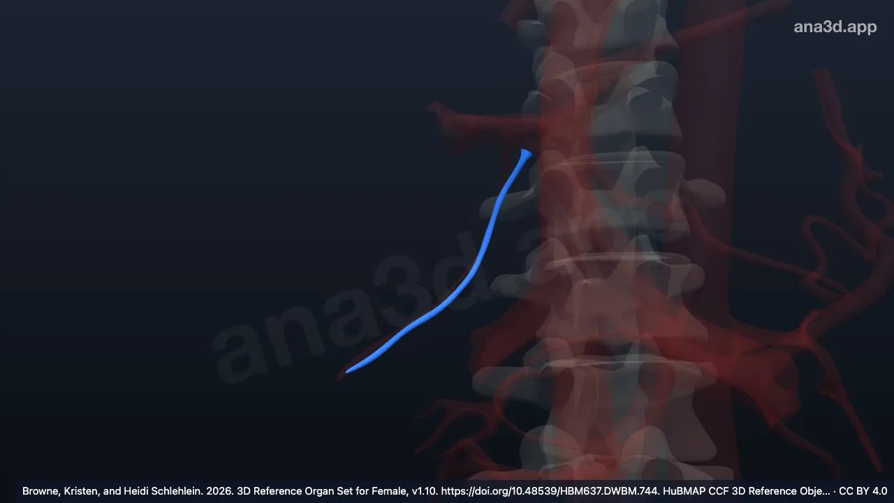 3D model: cystic vein