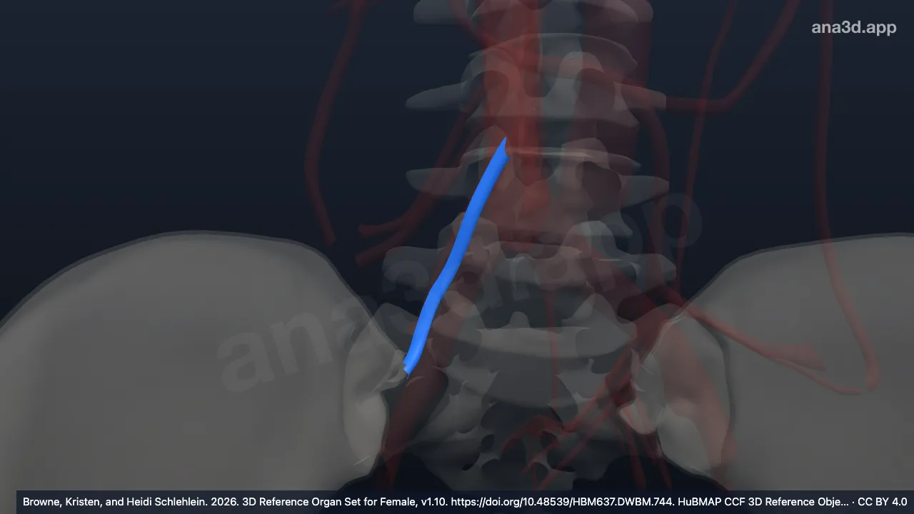 Modelo 3D: Arteria cólica