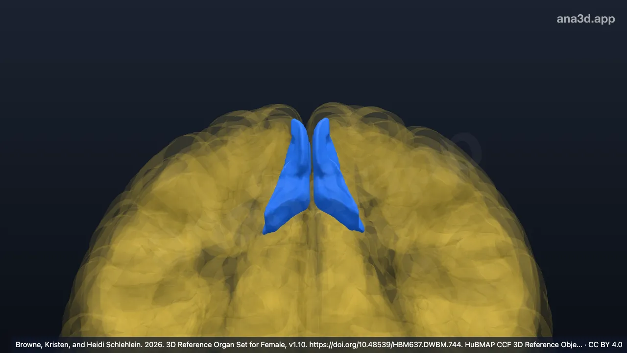 3D model: anterior segment of paracentral lobule