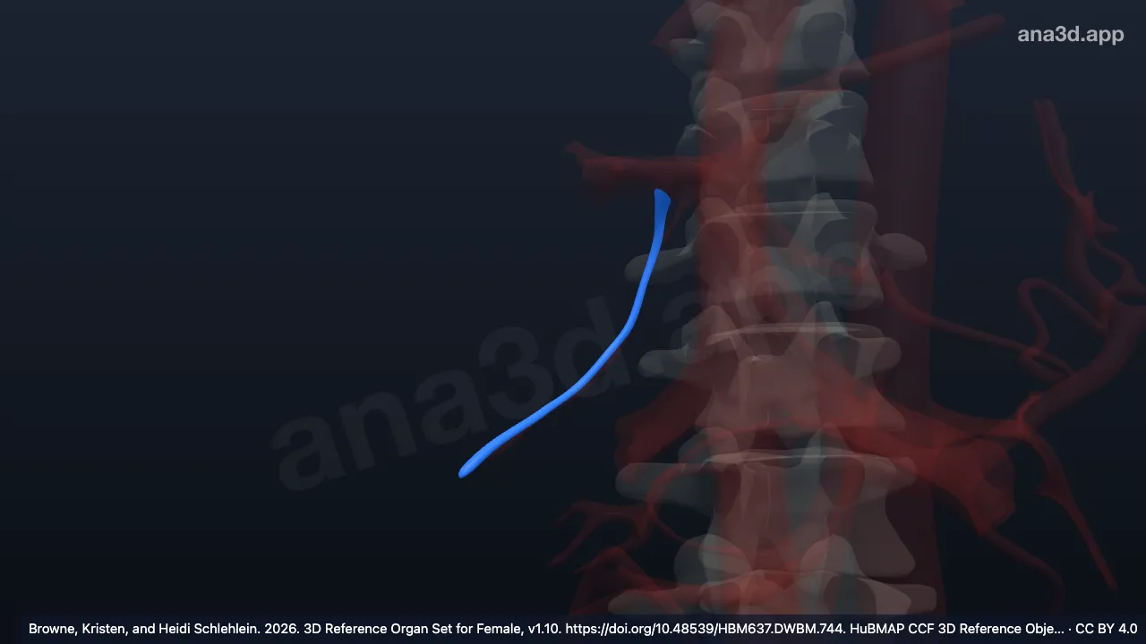3D-Modell: Arteria cystica