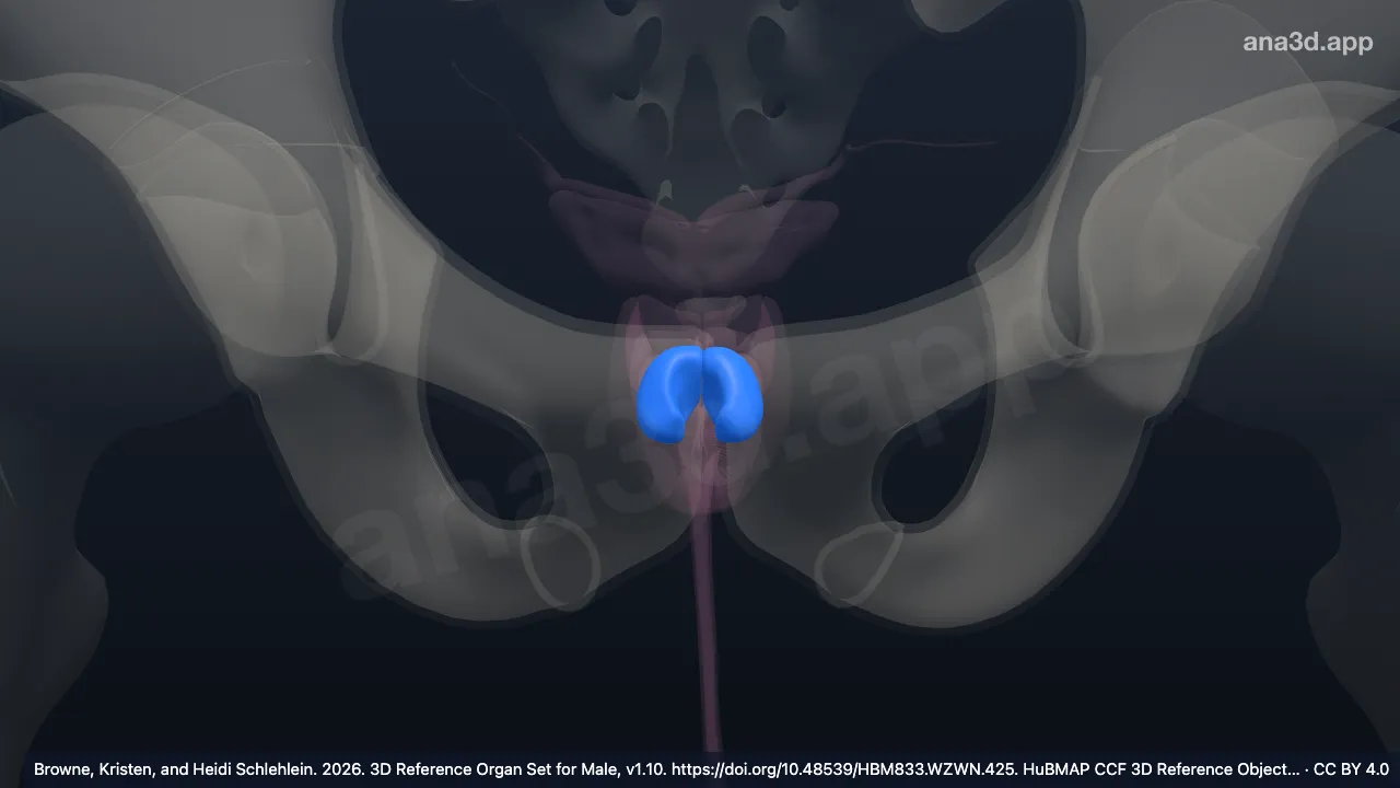3D model: transition zone of prostate