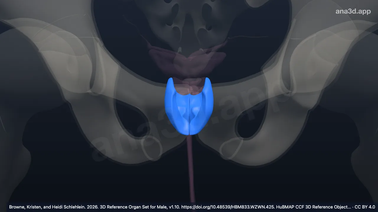 3D model: peripheral zone of prostate