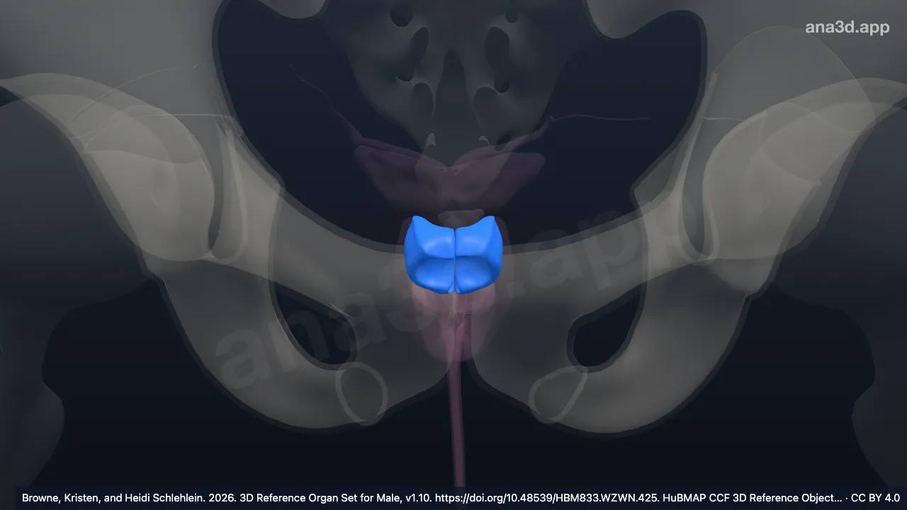 Modèle 3D : Zone centrale de la prostate