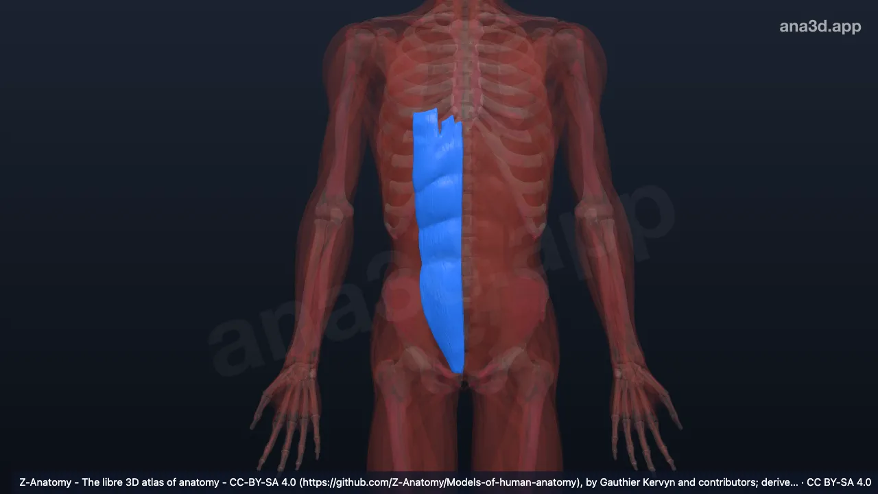 3Dモデル：右腹直筋
