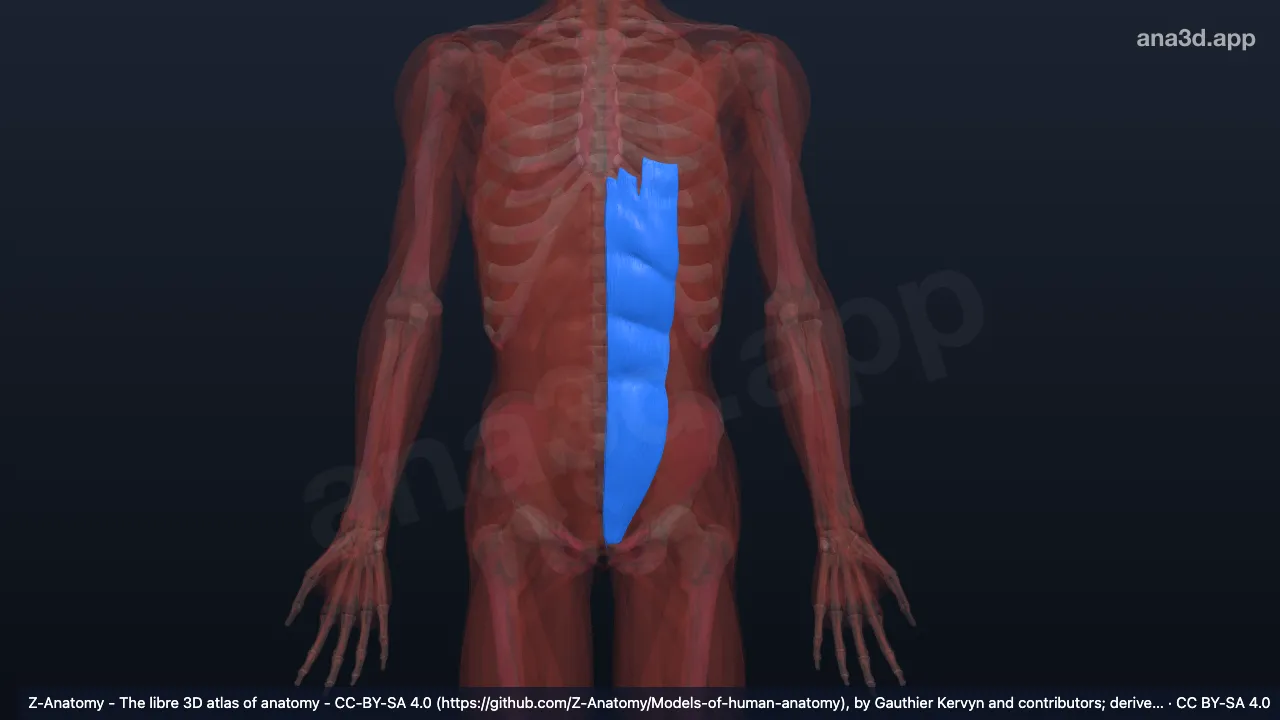 3D model: left rectus abdominis