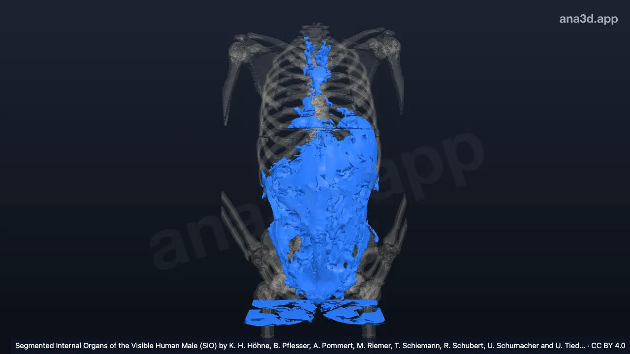 Modèle 3D : Graisse viscérale