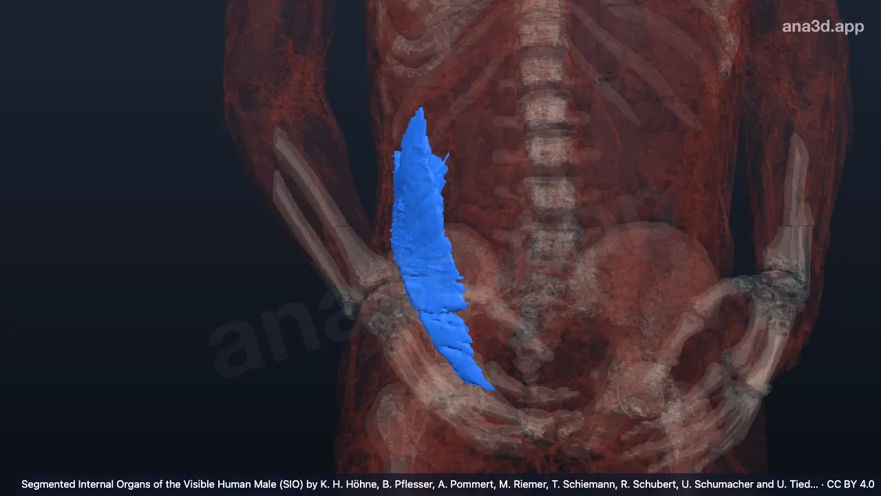 3Dモデル：右内腹斜筋