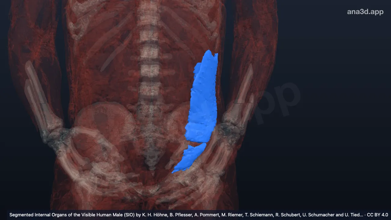 3Dモデル：左内腹斜筋