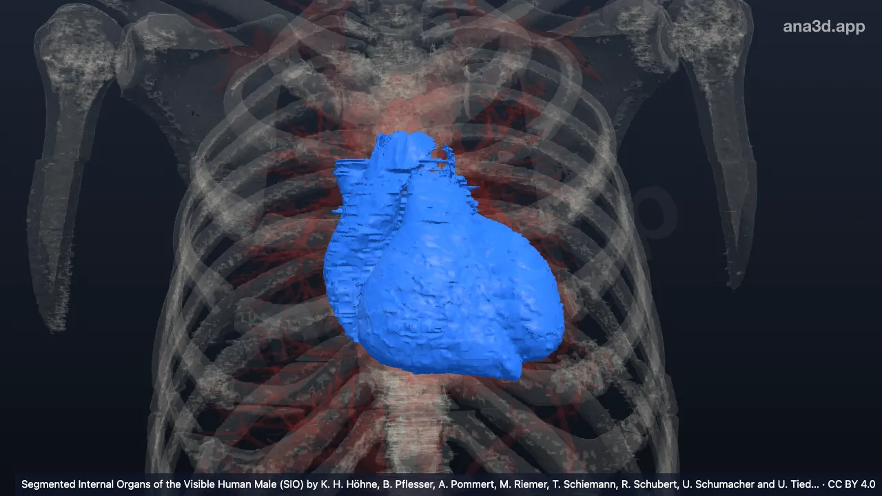 Modèle 3D : Myocarde