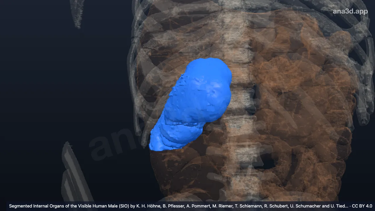 Modèle 3D : Angle colique droit