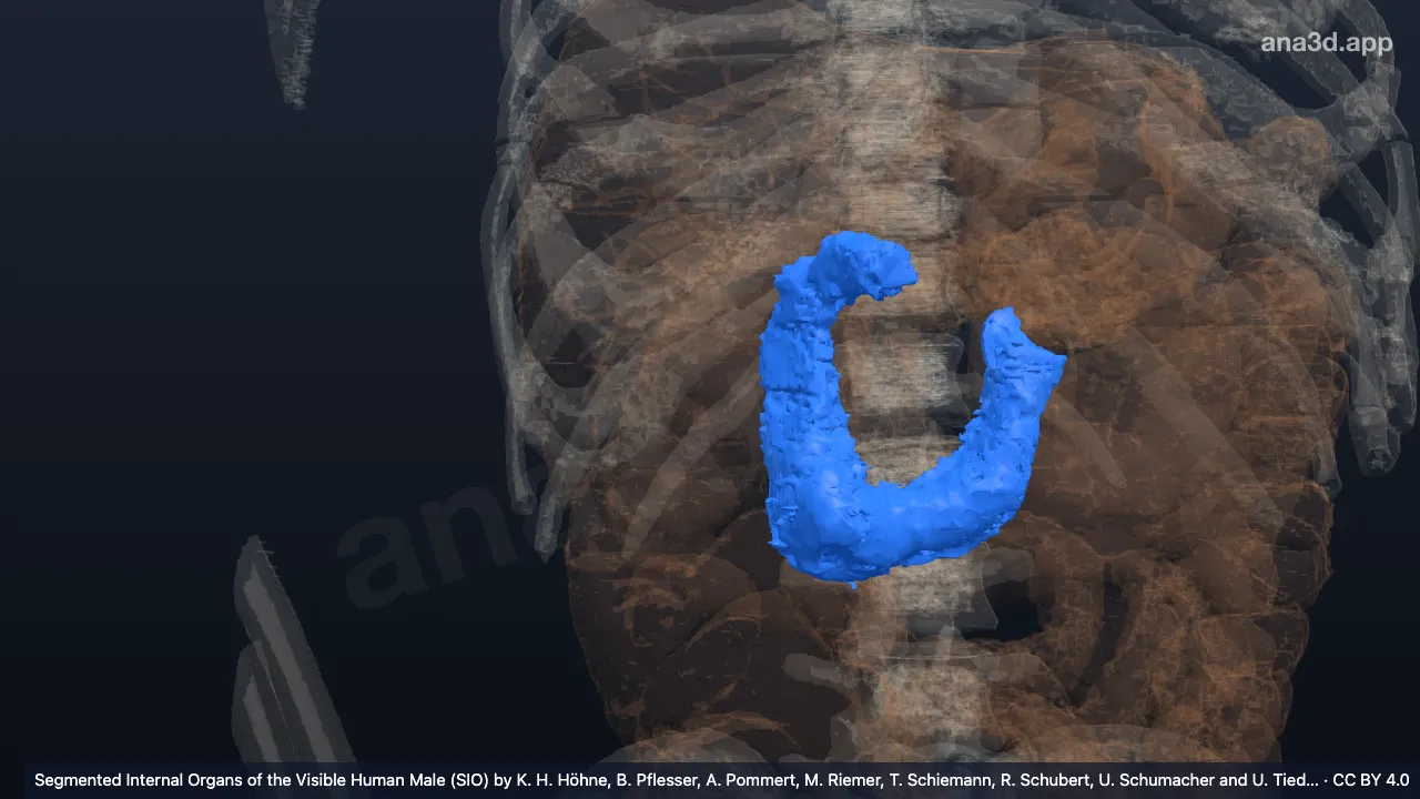 Modelo 3D: Duodeno (porción retroperitoneal)