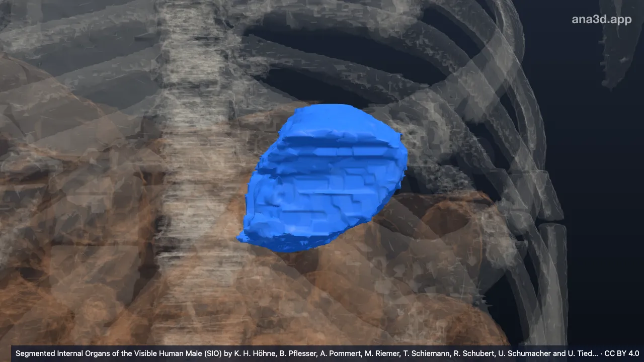 3D-Modell: Fundus des Magens
