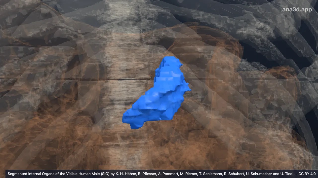 Model 3D: Kurvatura minor