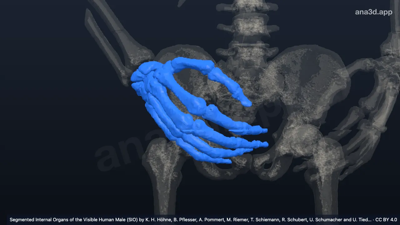 3D model: bones of the right hand