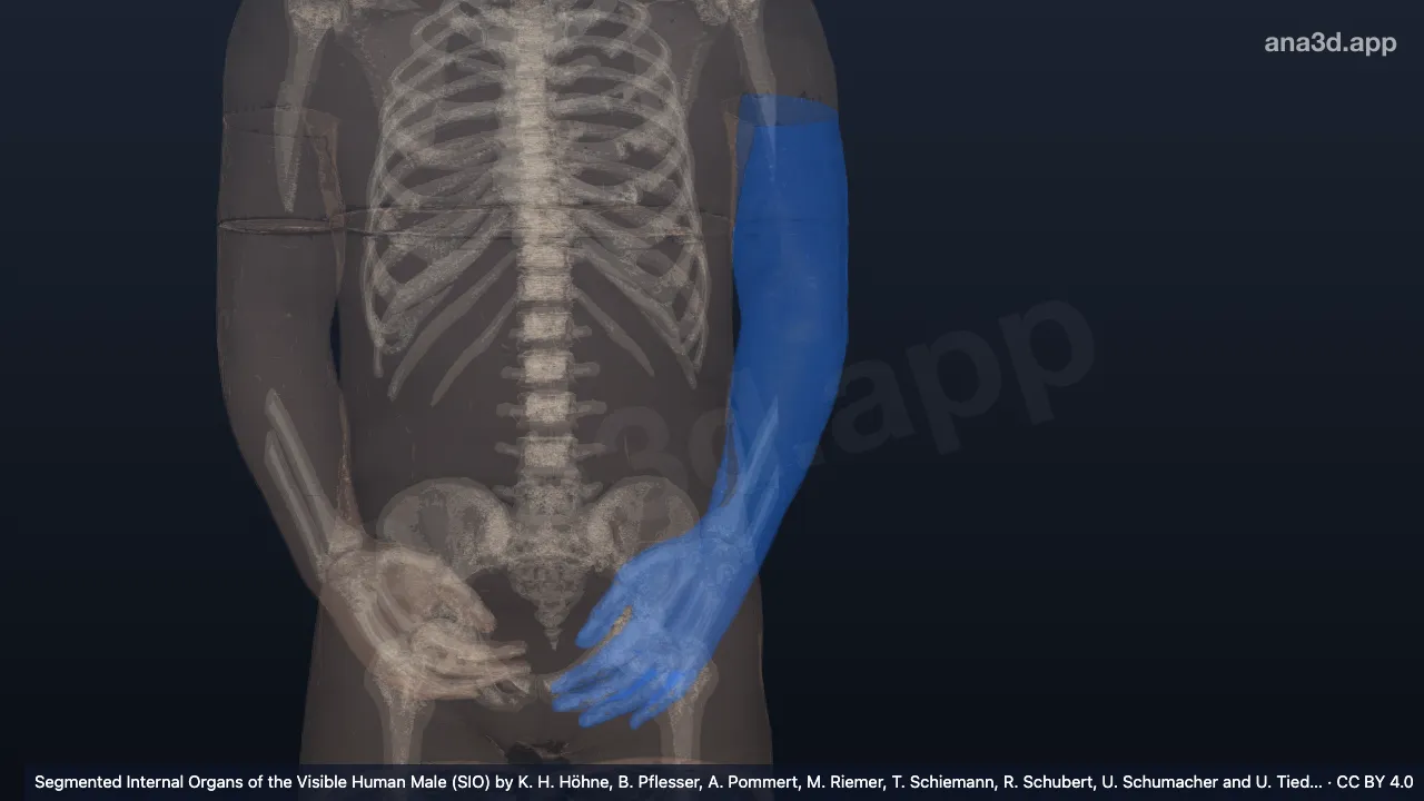 Modelo 3D: Piel del brazo izquierdo