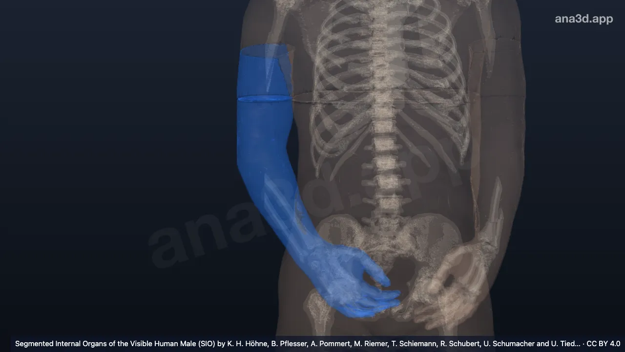Modèle 3D : Peau du bras droit