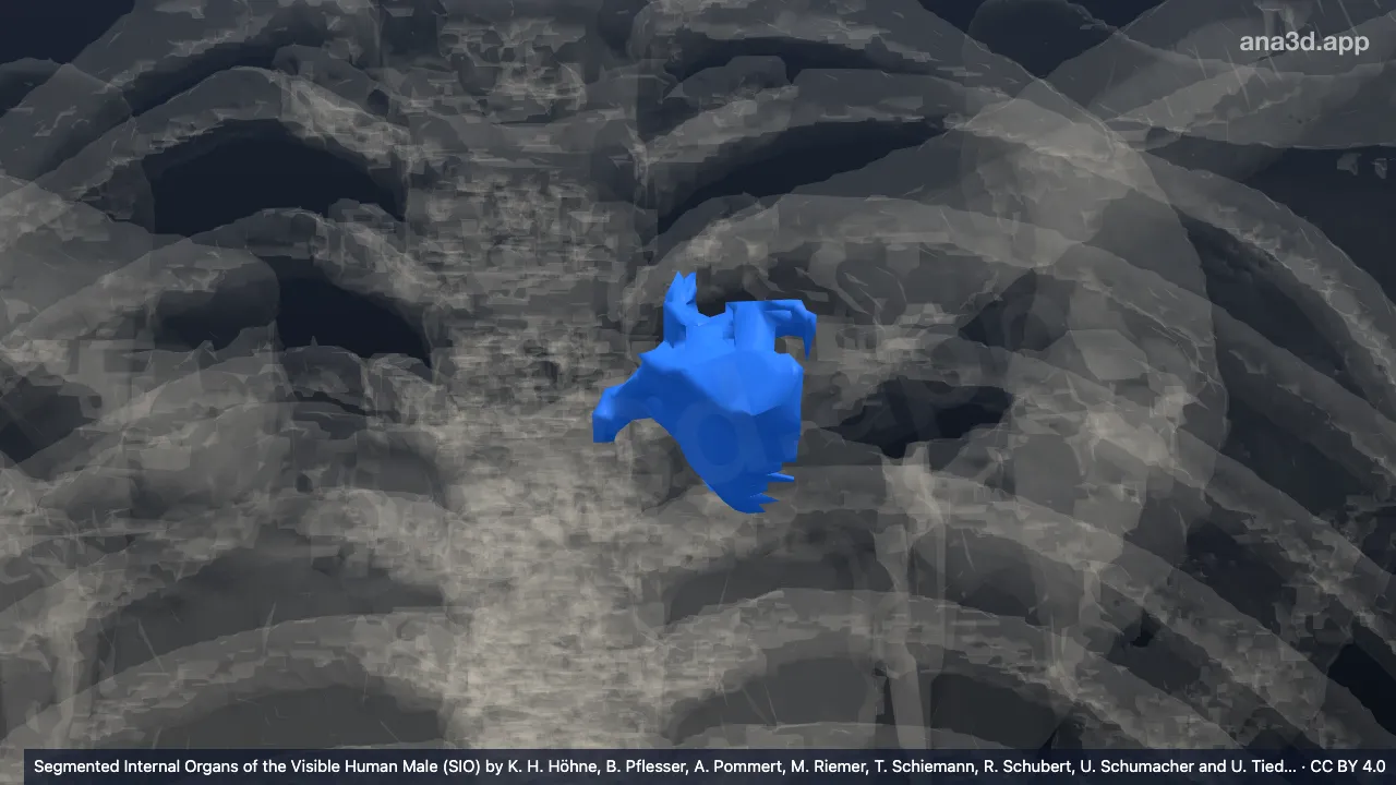 3D model: left clavicular cartilage