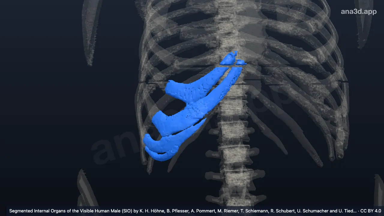 Model 3D: Tulang rawan iga ke-6 hingga ke-9 kanan