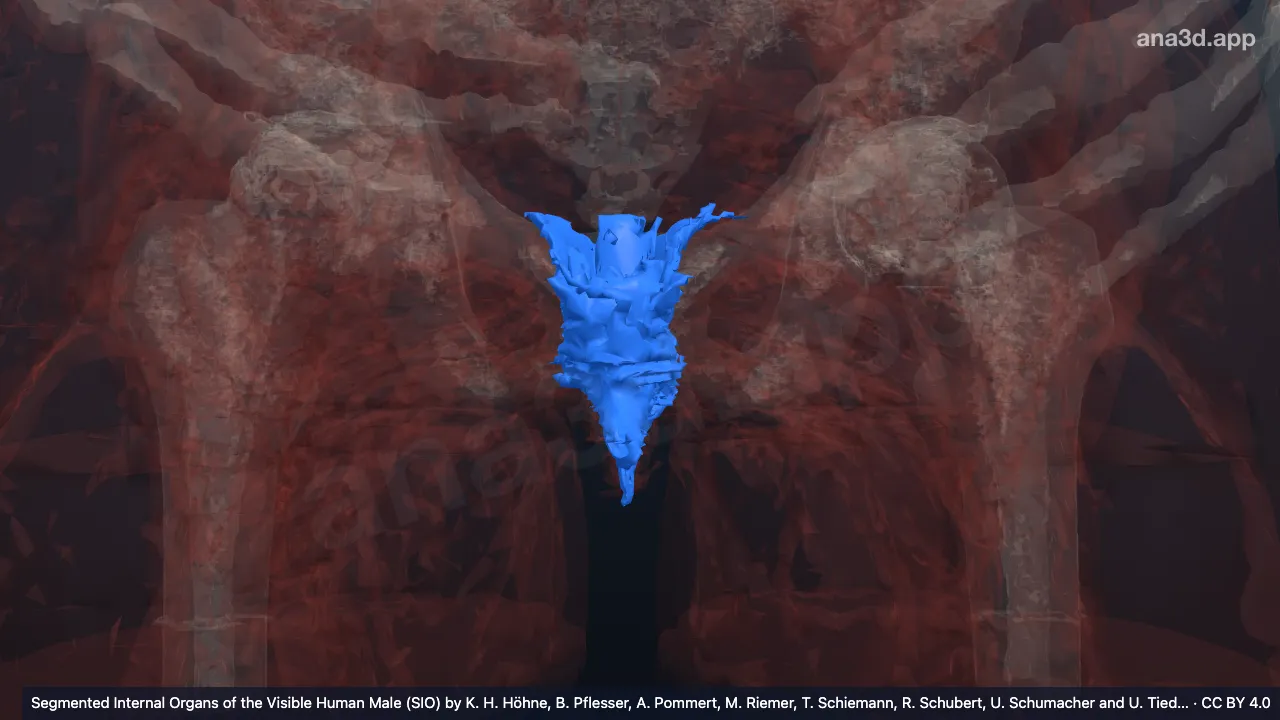 3D-Modell: Diaphragma pelvis