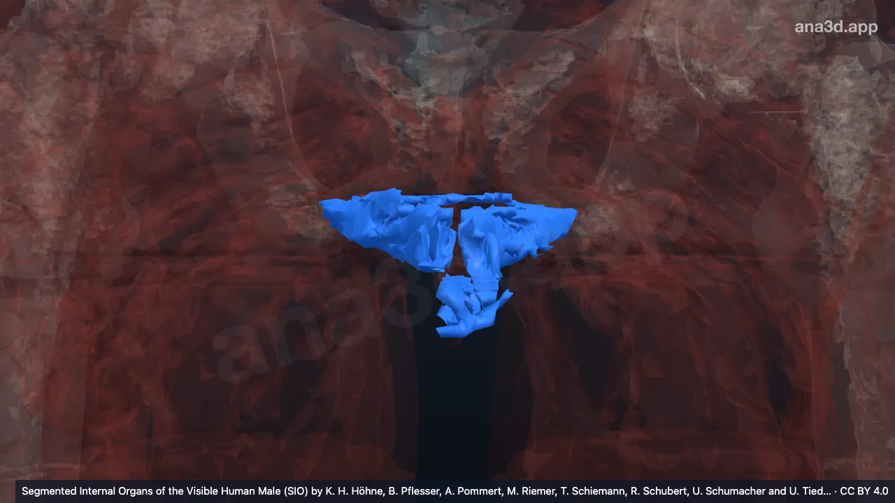 3D model: ischiocavernosus