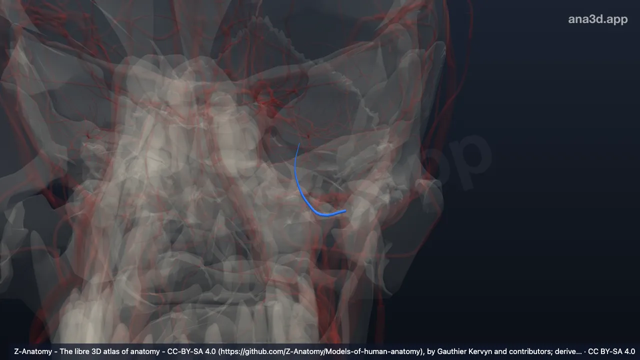 3Dモデル：左副硬膜動脈