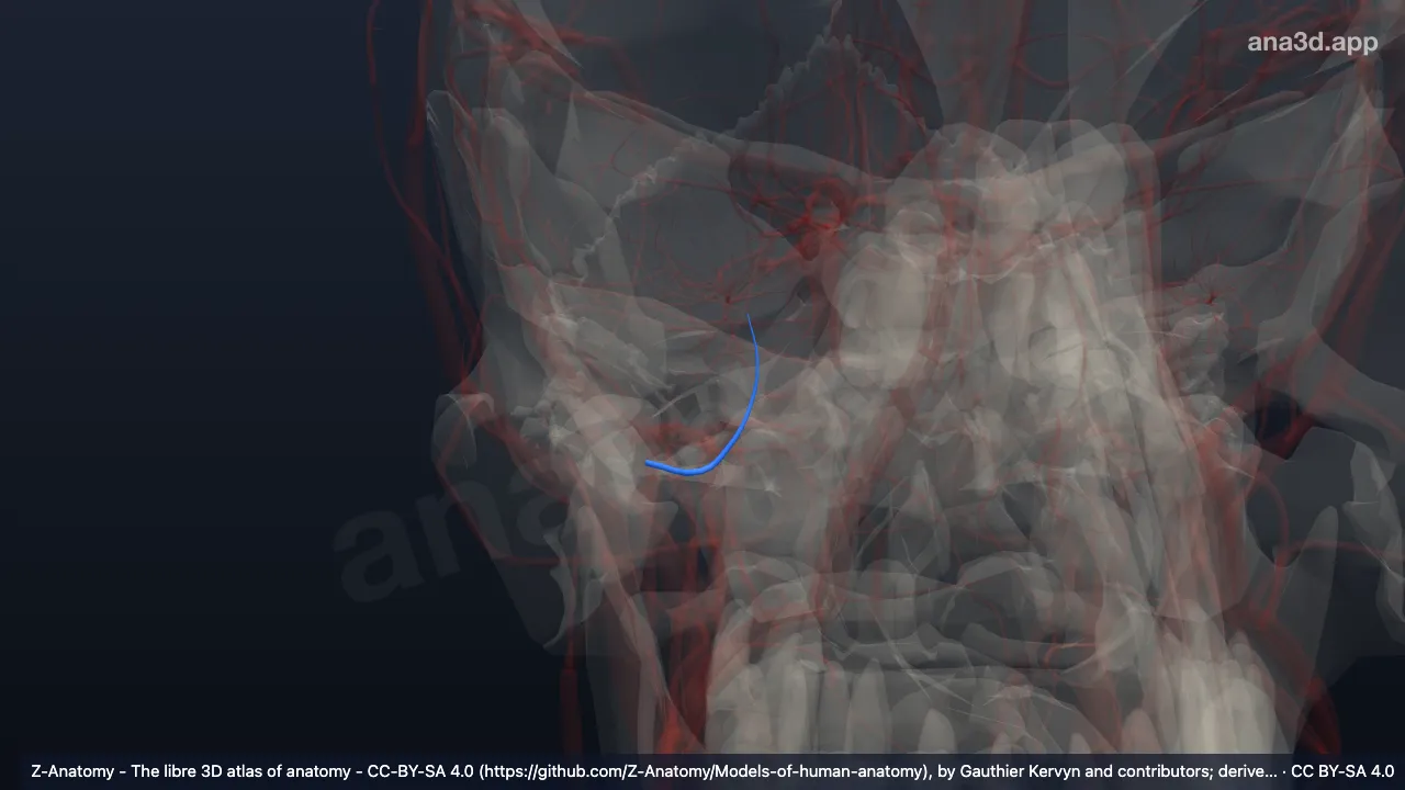 3D model: right accessory branch of middle meningeal artery