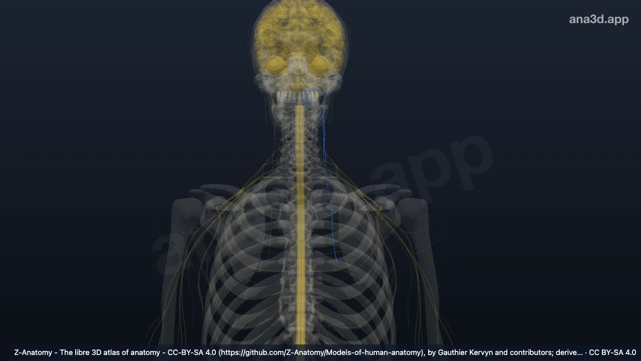 3D-Modell: Linker Nervus accessorius (XI)