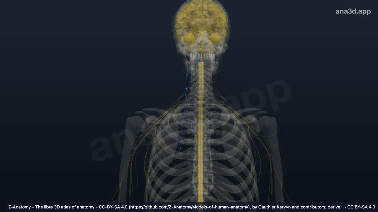 3D model: right accessory nerve (XI)