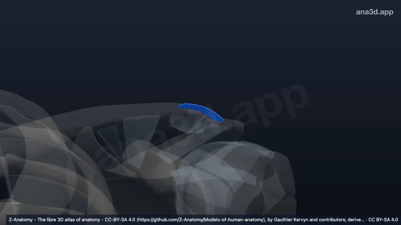 Modelo 3D: Ligamento acromioclavicular esquerdo