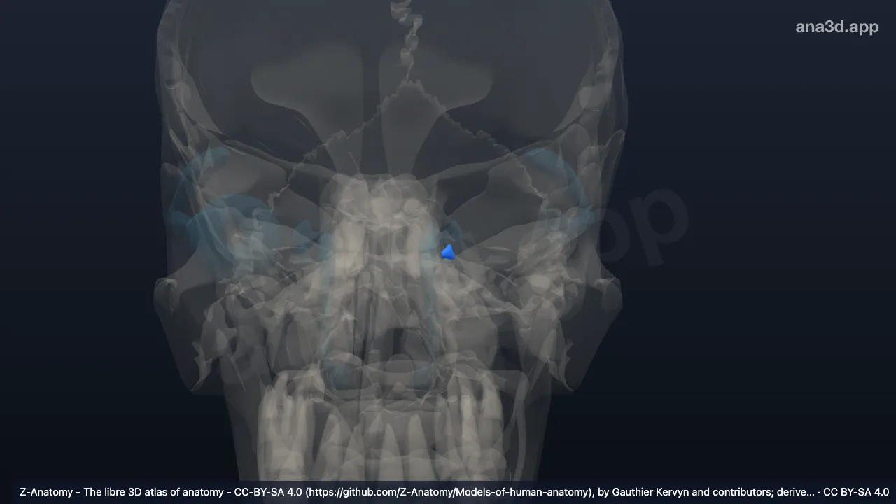 3D-Modell: Linke Ampulla canaliculi lacrimalis