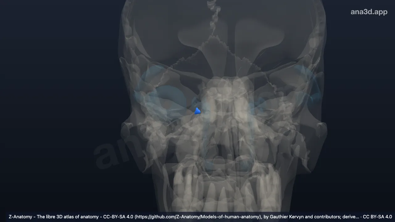 3D model: right ampulla of lacrimal canaliculus