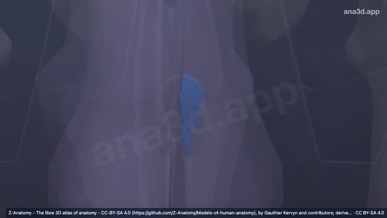 3D model: left anal region