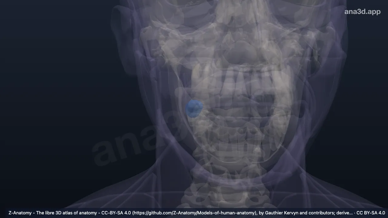 Modelo 3D: Ângulo da boca direito