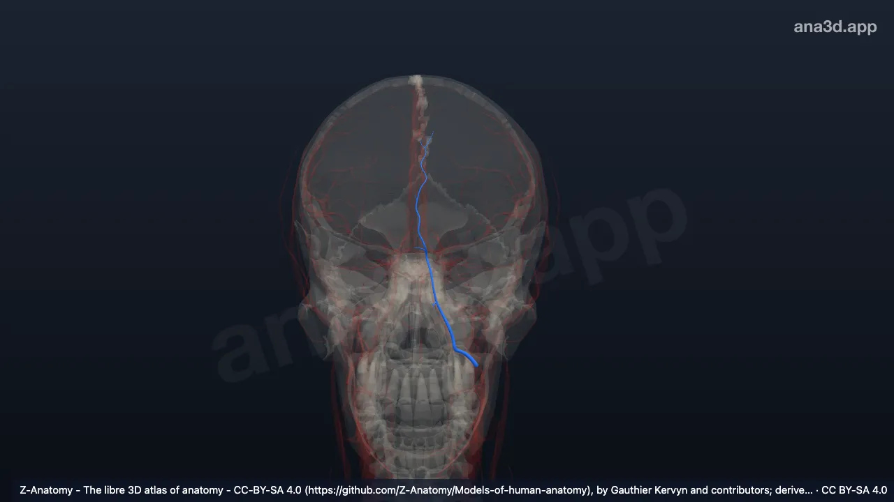 3D model: left angular artery