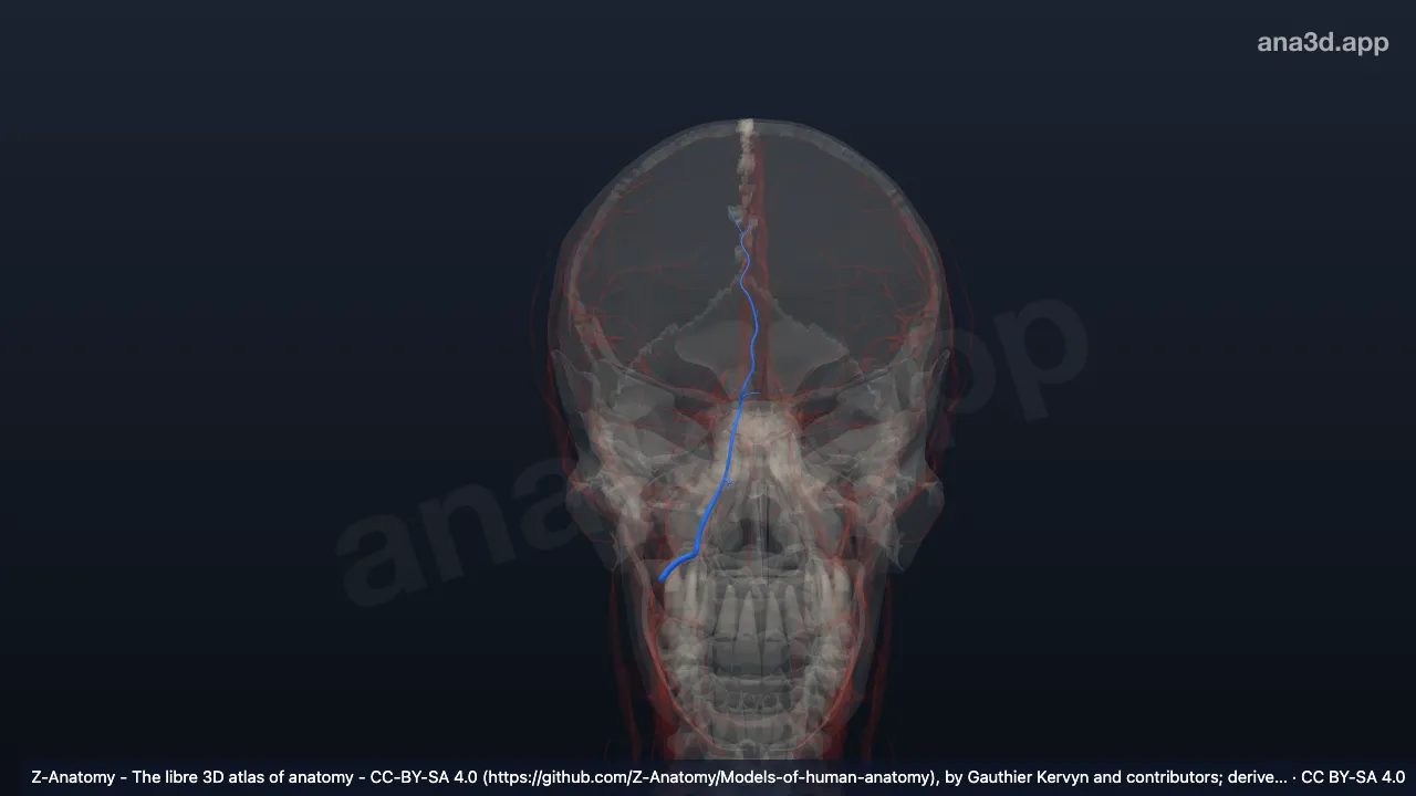 Modelo 3D: Artéria angular direita
