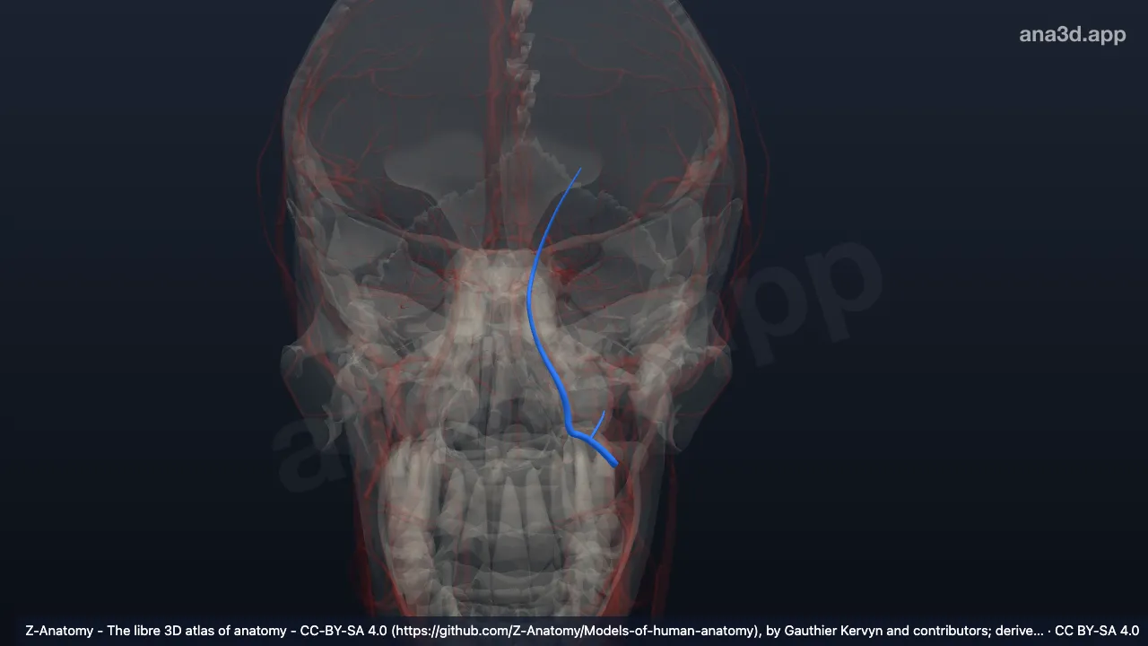 3D model: left angular vein