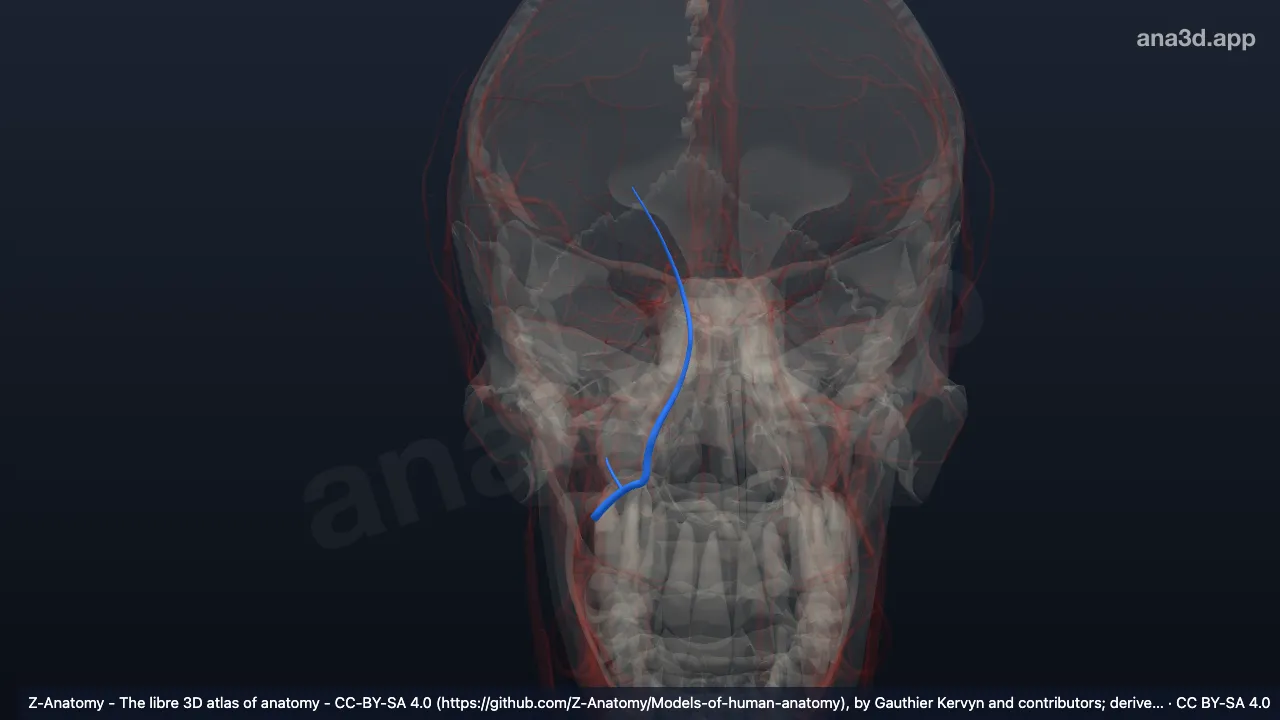 3D-Modell: Rechte Vena angularis