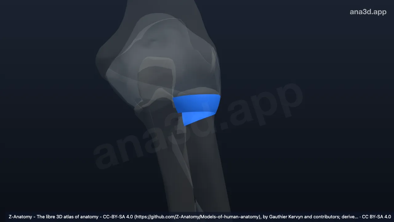 3D model: left annular ligament of radius