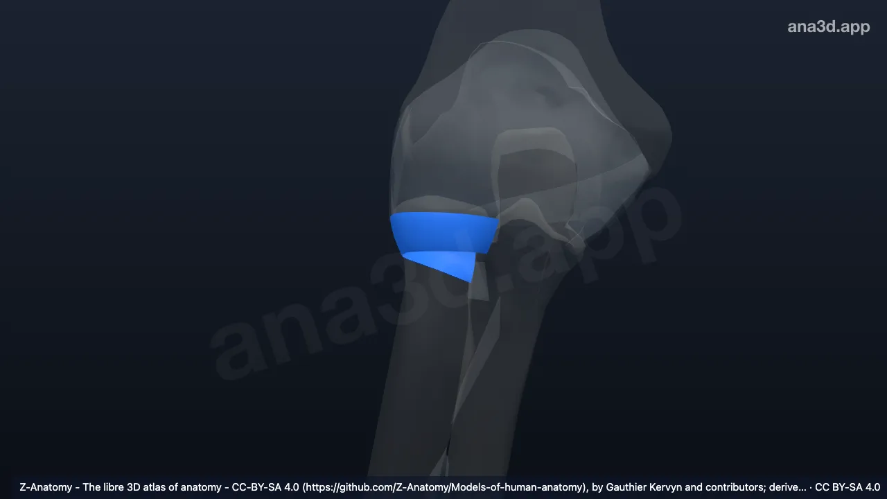 3D model: right annular ligament of radius