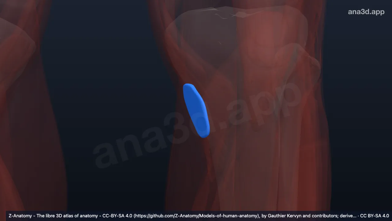 3D model: left anserine bursa