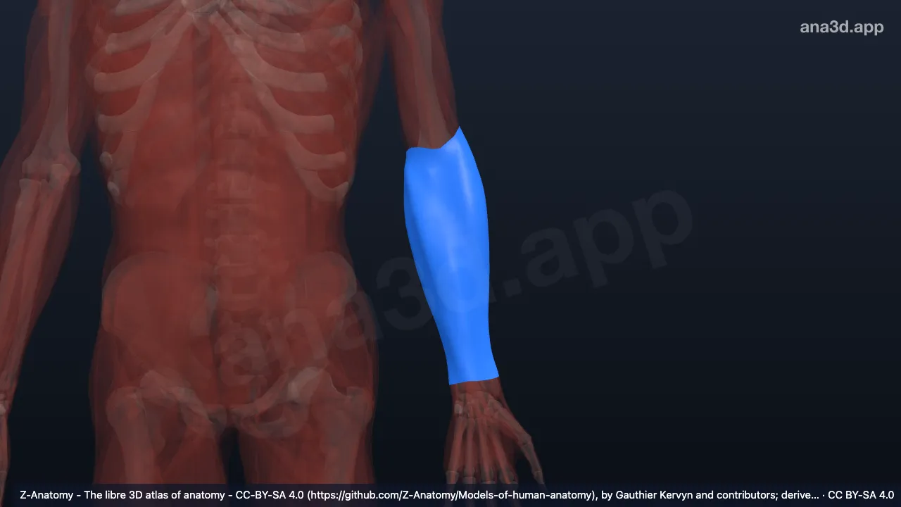 Modelo 3D: Fáscia antebraquial esquerda