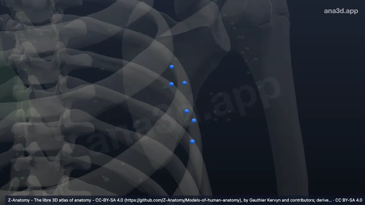 3D model: left anterior axillary nodes