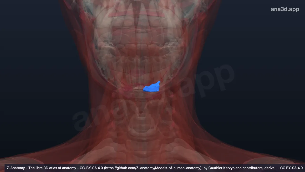 3D-Modell: Linker Venter anterior musculi digastrici