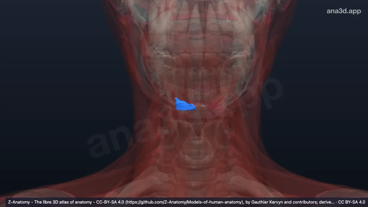 3D 模型：右二腹肌前腹