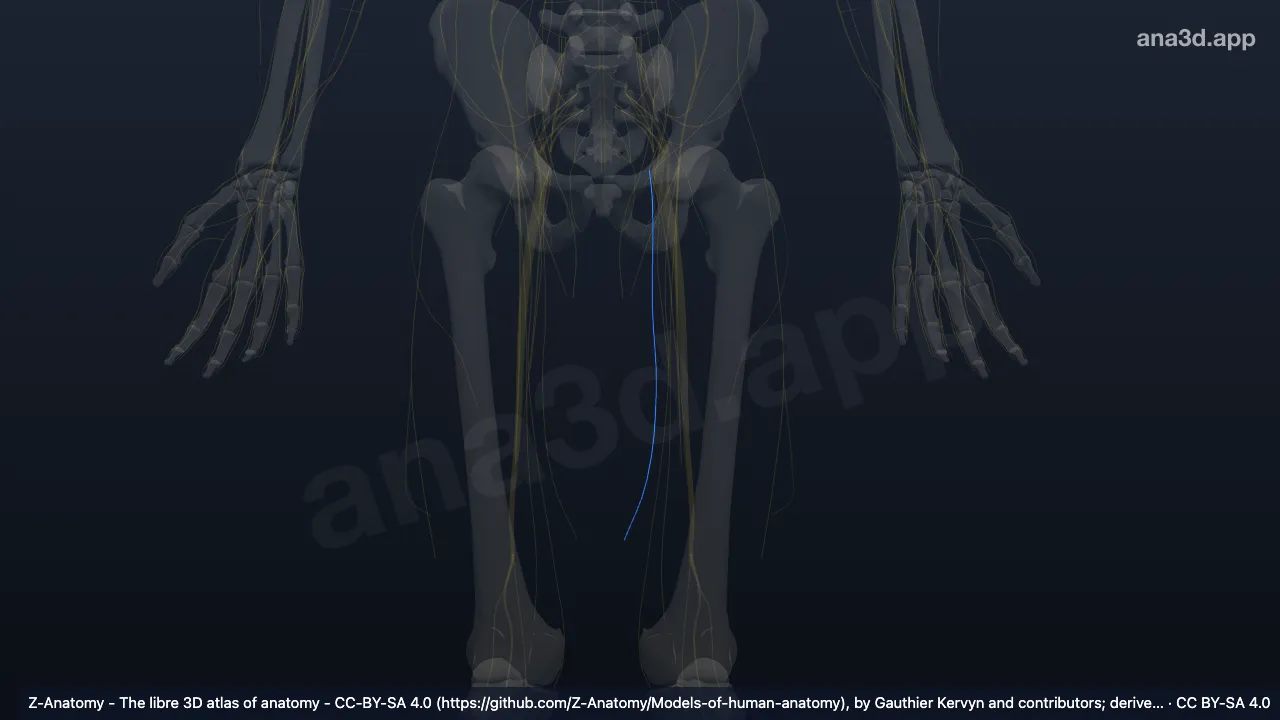 Model 3D: Cabang anterior saraf obturatorius kiri