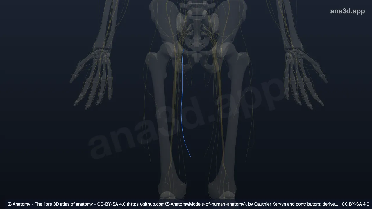 Model 3D: Cabang anterior saraf obturatorius kanan