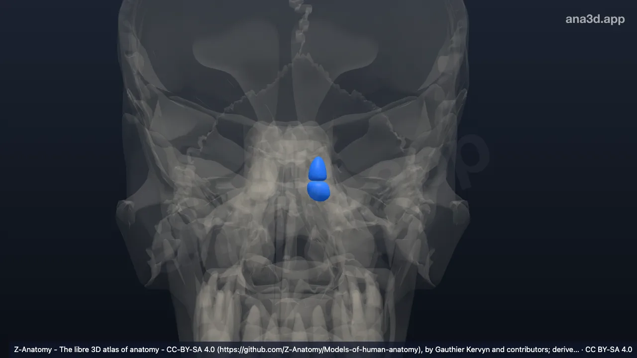 3D model: left anterior cells of ethmoid bone
