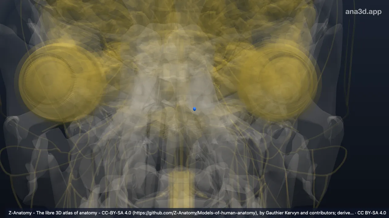 3D model: left anterior cochlear nucleus